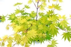 Japanse Esdoorn (Acer Shirasawanum 'Jordan') -Groene Wereld acer shir. jordan 3