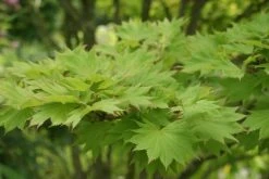 Japanse Esdoorn (Acer Shirasawanum 'Aureum') -Groene Wereld acer shirasawanum aureum 1