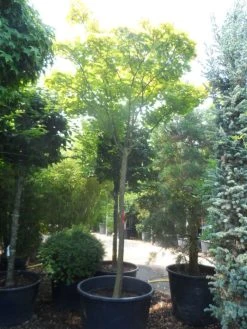 Japanse Esdoorn (Acer Shirasawanum 'Aureum') -Groene Wereld acer shirasawanum aureum 20 25ho c350