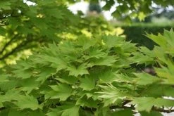 Japanse Esdoorn (Acer Shirasawanum 'Aureum') -Groene Wereld acer shirasawanum aureum 2 1