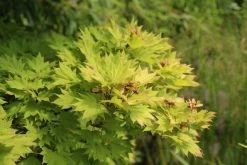 Japanse Esdoorn (Acer Shirasawanum 'Aureum') -Groene Wereld acer shirasawanum aureum 3