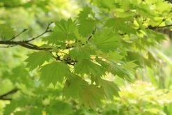 Japanse Esdoorn (Acer Shirasawanum 'Aureum') -Groene Wereld acer shirasawanum aureum 4 1