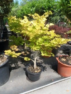 Japanse Esdoorn (Acer Shirasawanum 'Aureum') -Groene Wereld acer shirasawanum aureum 60 80 100 c12 1