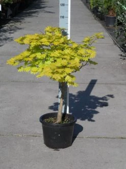 Japanse Esdoorn (Acer Shirasawanum 'Aureum') -Groene Wereld acer shirasawanum aureum c12