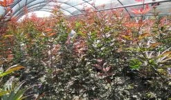 Japanse Esdoorn (Acer Palmatum 'Skeeter's Broom') 9 Japanse Esdoorn (Acer Palmatum 'Skeeter's Broom') -Groene Wereld acer skeeters broom