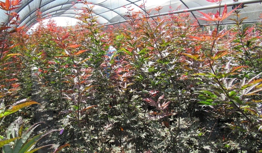 Japanse Esdoorn (Acer Palmatum 'Skeeter's Broom') 6 Japanse Esdoorn (Acer Palmatum 'Skeeter's Broom') - Afbeelding 4