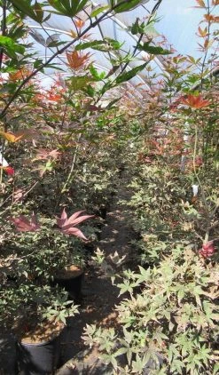 Japanse Esdoorn (Acer Palmatum 'Skeeter's Broom') 8 Japanse Esdoorn (Acer Palmatum 'Skeeter's Broom') -Groene Wereld acer skeeters broom 125 150 is al simpel product van