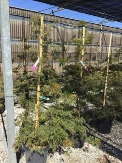 Japanse Esdoorn (Acer Palmatum 'Viridis') 10 Japanse Esdoorn (Acer Palmatum 'Viridis') -Groene Wereld acer verdi palm. diss. viridis 150 175