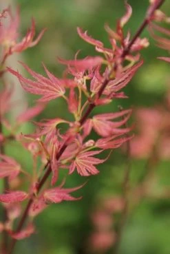 Japanse Esdoorn (Acer Palmatum 'Wilson's Pink Dwarf') -Groene Wereld acer wilsons pink dwarf 1