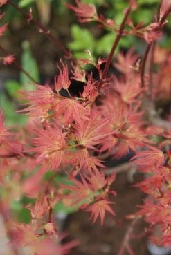 Japanse Esdoorn (Acer Palmatum 'Wilson's Pink Dwarf') -Groene Wereld acer wilsons pink dwarf 3