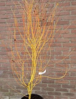 Japanse Esdoorn (Acer Palmatum 'Bi Hoo') 14 Japanse Esdoorn (Acer Palmatum 'Bi Hoo') -Groene Wereld acerbihoo01