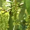 Slangenbast Esdoorn Als Boom (Acer Capillipes) -Groene Wereld acercapillipes01