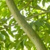 Chinese Esdoorn (Acer Davidii ) -Groene Wereld acerdavidiivi01