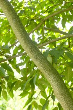 Chinese Esdoorn (Acer Davidii )