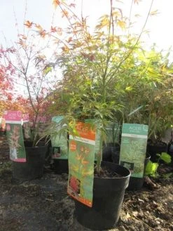 Japanse Esdoorn (Acer Palmatum 'Wilson's Pink Dwarf') -Groene Wereld acerpinkdwarf01