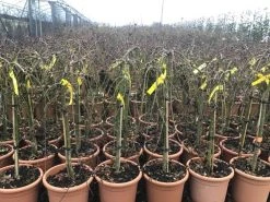 Japanse Esdoorn Op Stam (Acer Palmatum 'Ryusen') -Groene Wereld acerryusen02