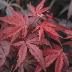 Japanse Esdoorn (Acer Palmatum 'Atropurpureum') -Groene Wereld acpatrop 9 1