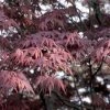 Japanse Esdoorn (Acer Palmatum 'Bloodgood') 1 Japanse Esdoorn (Acer Palmatum 'Bloodgood') -Groene Wereld acpblood 12 1