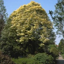 Bonte Bolesdoorn (Acer Pseudoplatanus 'Brilliantissimum') -Groene Wereld acpbrill 7
