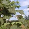 Noorse Esdoorn (Acer Platanoides 'Deborah') -Groene Wereld acpdebor 9