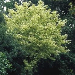 Bonte Esdoorn (Acer Platanoides 'Drummondii') -Groene Wereld acpdrumm 11