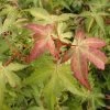 Japanse Esdoorn (Acer Palmatum 'Katsura') -Groene Wereld acpkatsu 1