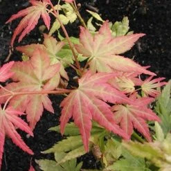 Japanse Esdoorn (Acer Palmatum 'Orange Dream') -Groene Wereld acpodrea 4