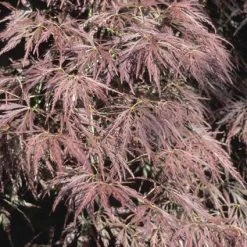 Japanse Esdoorn (Acer Palmatum 'Ornatum') -Groene Wereld acpornat 11