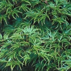 Japanse Esdoorn (Acer Palmatum 'Seiryu') -Groene Wereld acpseiry 6