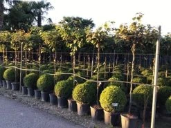 Kiwiplant Als Dakboom (Actinidia Chinensis) -Groene Wereld actinidia chinensis deliciosa dak