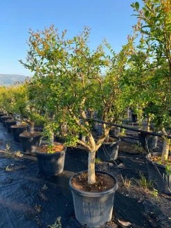 Granaatappel Als Solitair (Punica Granatum) 19 Granaatappel Als Solitair (Punica Granatum) -Groene Wereld aed72ac1 ffcb 410b 8ae2 1a7969aa5a9c