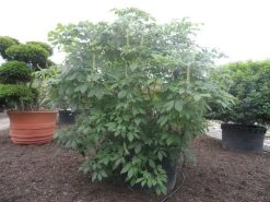 Herfstpaardenkastanje (Aesculus Parviflora) -Groene Wereld aesculus parviflora 250 300 c1000