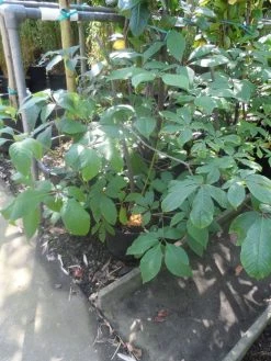 Herfstpaardenkastanje (Aesculus Parviflora) -Groene Wereld aesculus parviflora 60 80 c7 10