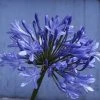 Afrikaanse Lelie (Agapanthus 'Ever Sapphire') -Groene Wereld agapanthus africanus x