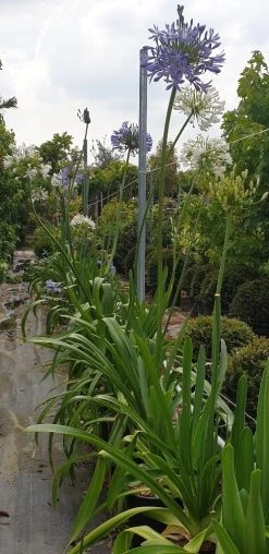 Afrikaanse Lelie (Agapanthus Umbellatus 'Ovatus') -Groene Wereld agapanthus blauw 1