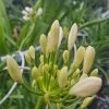 Afrikaanse Lelie (Agapanthus Umbellatus 'Albus') -Groene Wereld agapanthus bloem