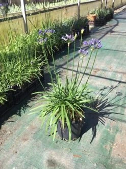 Afrikaanse Lelie (Agapanthus 'Blue Storm') -Groene Wereld agapanthus blue storm