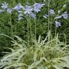 Afrikaanse Lelie (Agapanthus 'Golden Drop') -Groene Wereld agapanthus golden drop