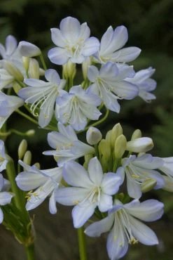 Afrikaanse Lelie (Agapanthus Africanus 'Silver Baby')