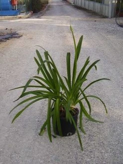 Afrikaanse Lelie (Agapanthus Umbellatus 'Ovatus') -Groene Wereld agapanthus umbellatus ovatus