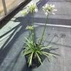 Afrikaanse Lelie (Agapanthus 'White Storm') -Groene Wereld agapanthus white storm