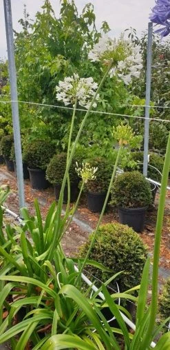 Afrikaanse Lelie (Agapanthus Umbellatus 'Albus') -Groene Wereld agapanthus wit