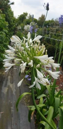 Afrikaanse Lelie (Agapanthus Umbellatus 'Albus') -Groene Wereld agapanthus wit 2
