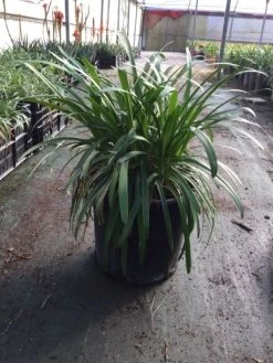 Afrikaanse Lelie (Agapanthus Africanus 'Silver Baby') -Groene Wereld agapanthusafricanus01 2