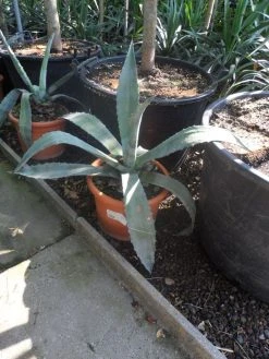 Agave (Agave Americana) -Groene Wereld agave americana c20 40 60
