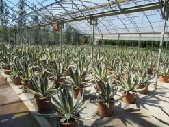 Agave (Agave Americana 'Variegata') -Groene Wereld agave americana variegata