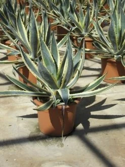 Agave (Agave Americana 'Variegata') -Groene Wereld agave americana variegata 2