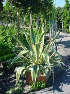 Agave (Agave Americana 'Variegata') -Groene Wereld agave americana variegata 4
