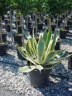 Agave (Agave Americana 'Variegata') -Groene Wereld agave americana variegata 4 1