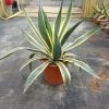 Agave (Agave Americana 'Variegata') -Groene Wereld agave americana variegata c12